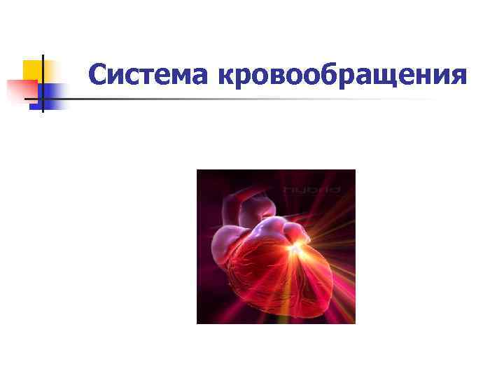 Система кровообращения 