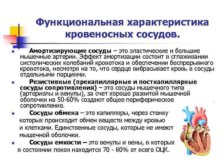    Функциональная характеристика    кровеносных сосудов. n  Амортизирующие сосуды