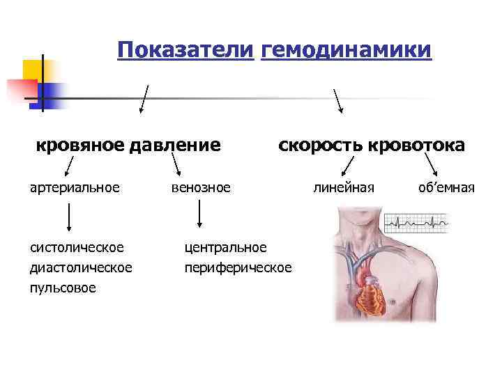   Показатели гемодинамики  кровяное давление   скорость кровотока артериальное венозное 