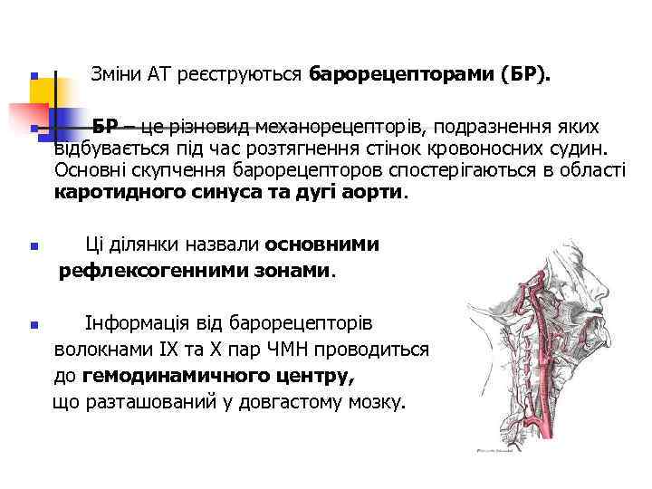 n Зміни АТ реєструються барорецепторами (БР).  n  БР – це різновид механорецепторів,