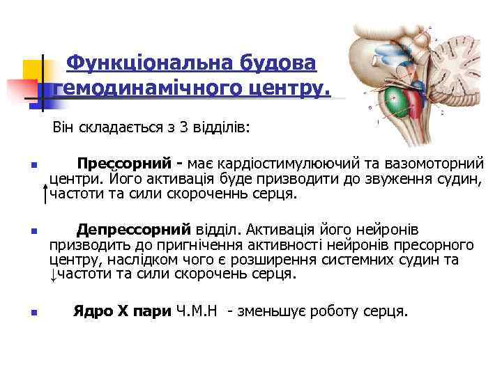  Функціональна будова гемодинамічного центру. Він складається з 3 відділів:  n Прессорний -