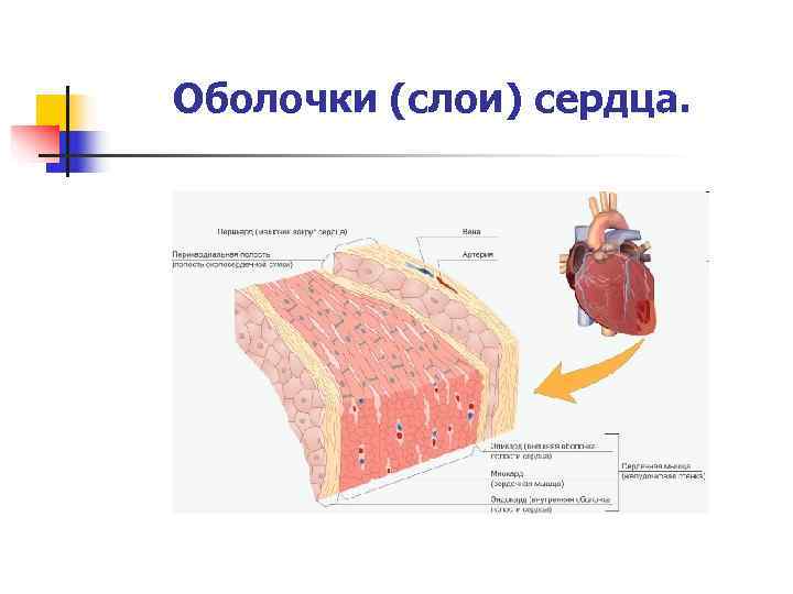 Оболочки сердца. Оболочки сердца строение функции. Сердце слои оболочек. Наружный слой оболочки сердца. Тканевой состав оболочек сердца.