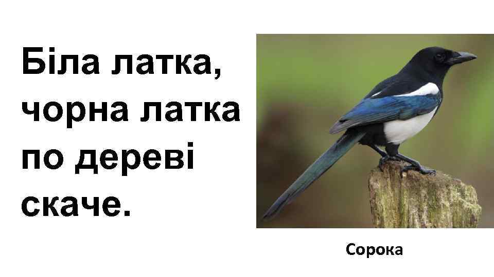 Біла латка,  чорна латка по дереві скаче.   Сорока 