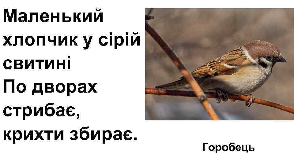Маленький хлопчик у сірій свитині По дворах стрибає,  крихти збирає.   