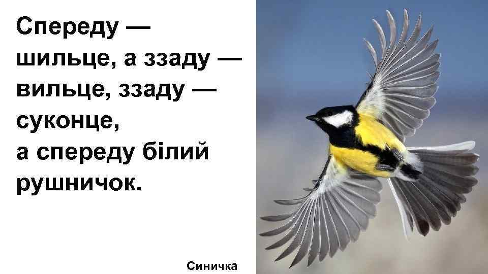 Спереду — шильце, а ззаду — вильце, ззаду — суконце,  а спереду білий