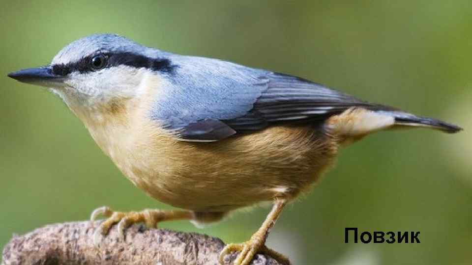 Повзик 