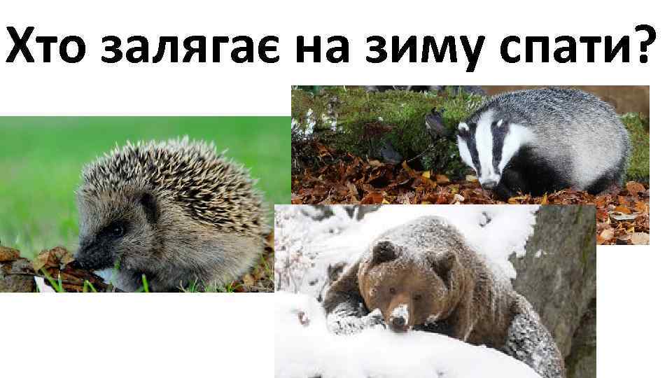 Хто залягає на зиму спати? 