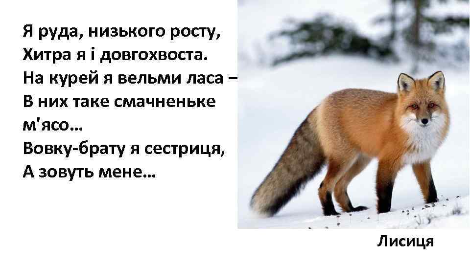 Я руда, низького росту, Хитра я і довгохвоста. На курей я вельми ласа –