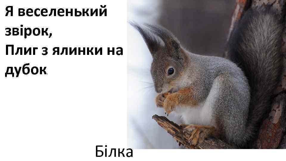 Я веселенький звірок, Плиг з ялинки на дубок.   Білка 
