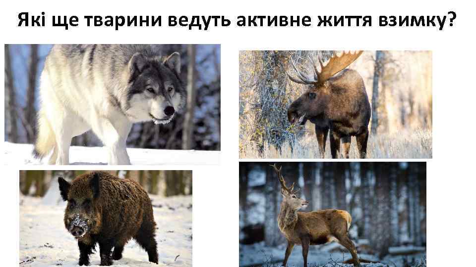 Які ще тварини ведуть активне життя взимку? 