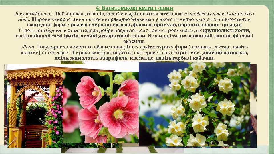       4. Багатовікові квіти і ліани Багатолітники. Лінії доріжок,