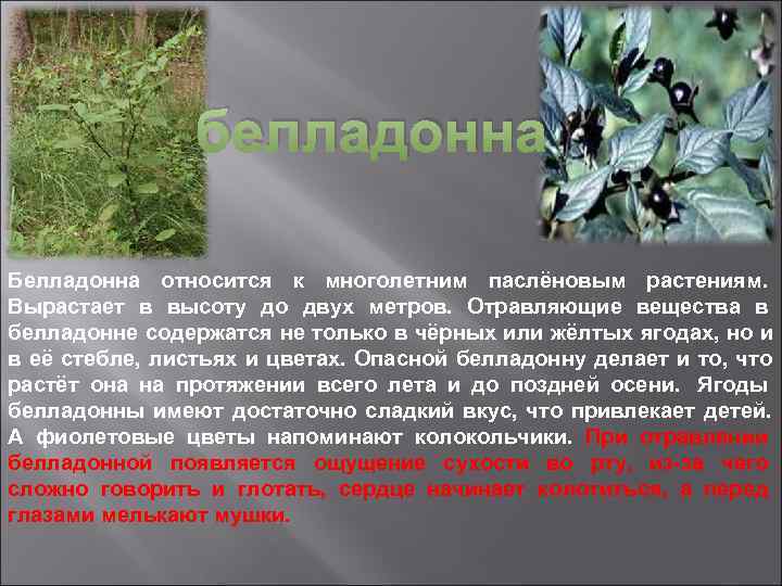    белладонна Белладонна относится к многолетним паслёновым растениям.  Вырастает в высоту