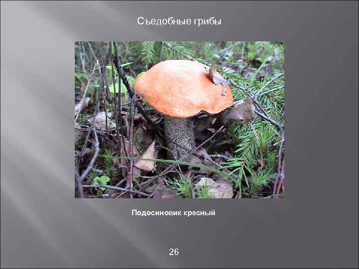  Съедобные грибы Подосиновик красный   26 