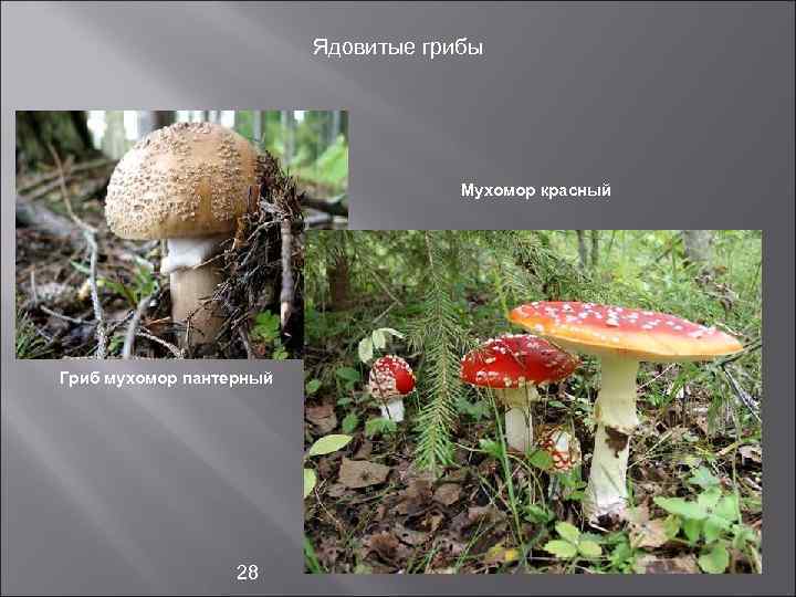     Ядовитые грибы       Мухомор