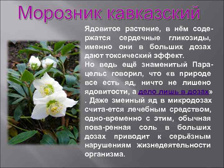 Морозник кавказский  Ядовитое растение,  в нём соде  ржатся сердечные гликозиды, 