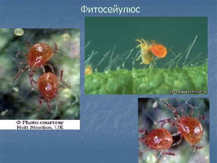 Фитосейулюс 