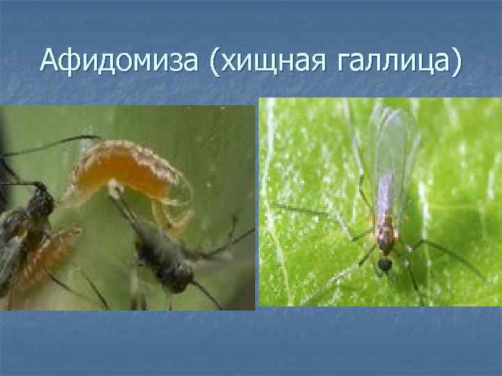 Афидомиза (хищная галлица) 