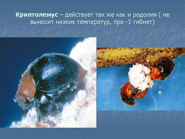 Криптолемус – действует так же как и родолия ( не выносит низких температур, при