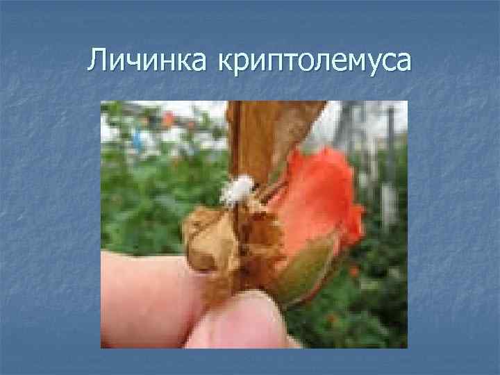 Личинка криптолемуса 