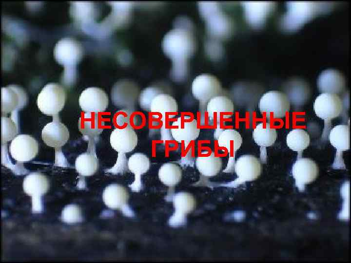 НЕСОВЕРШЕННЫЕ ГРИБЫ 