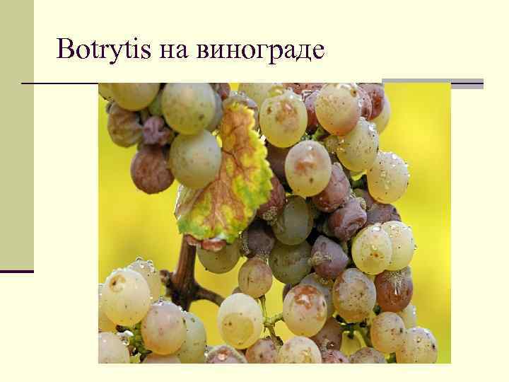 Botrytis на винограде 