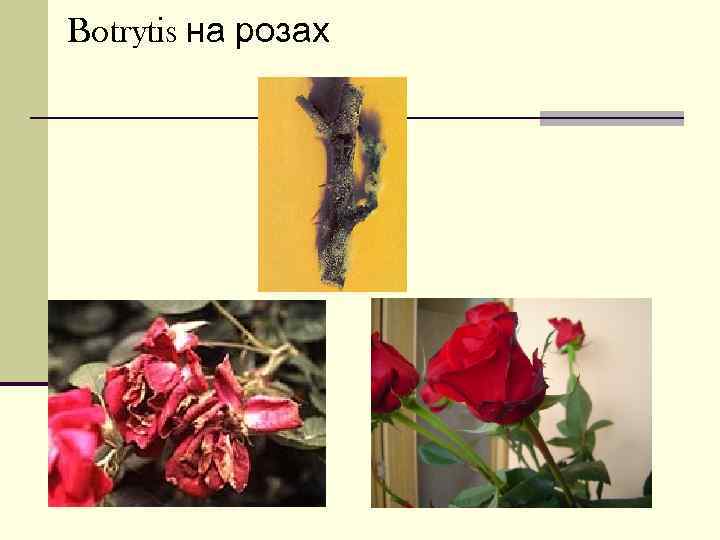 Botrytis на розах 