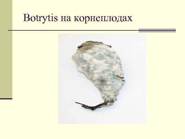 Botrytis на корнеплодах 