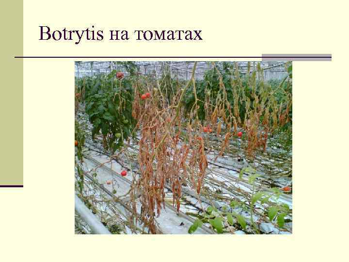 Botrytis на томатах 