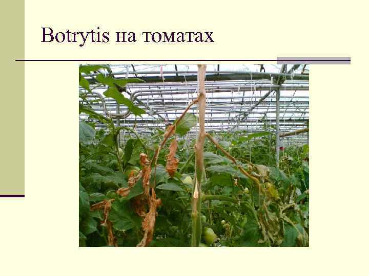 Botrytis на томатах 