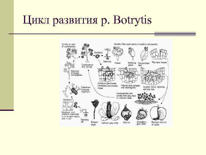 Цикл развития р. Botrytis 