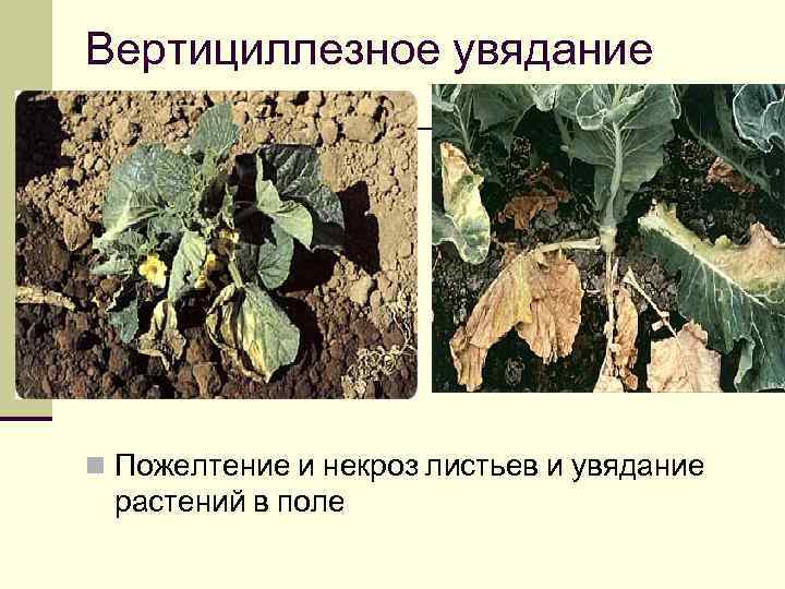 Вертициллезное увядание n Пожелтение и некроз листьев и увядание растений в поле 