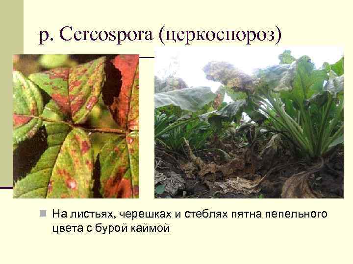 р. Cercospora (церкоспороз) n На листьях, черешках и стеблях пятна пепельного  цвета с