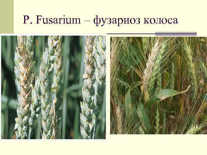 Р. Fusarium – фузариоз колоса 