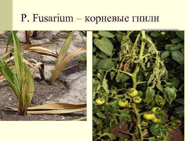 Р. Fusarium – корневые гнили 