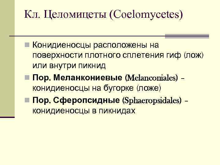 Кл. Целомицеты (Coelomycetes) n Конидиеносцы расположены на  поверхности плотного сплетения гиф (лож) 