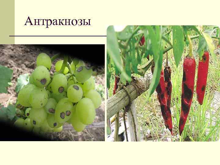 Антракнозы 