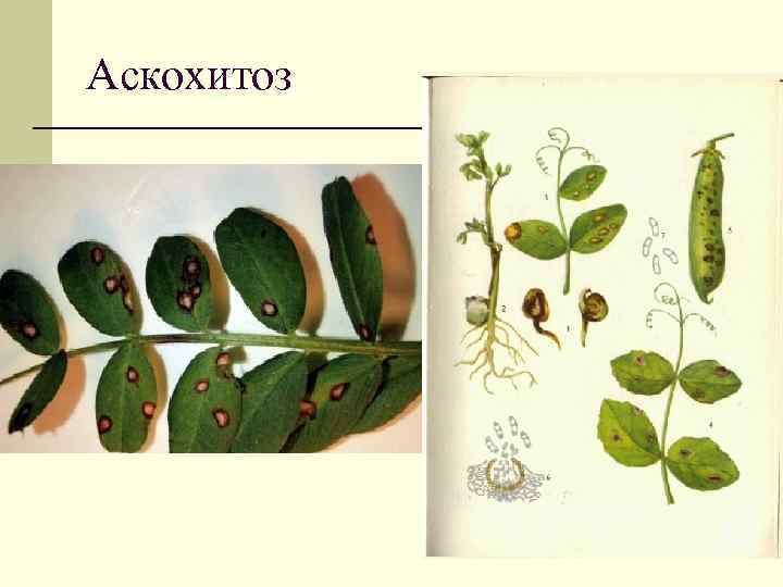 Аскохитоз 