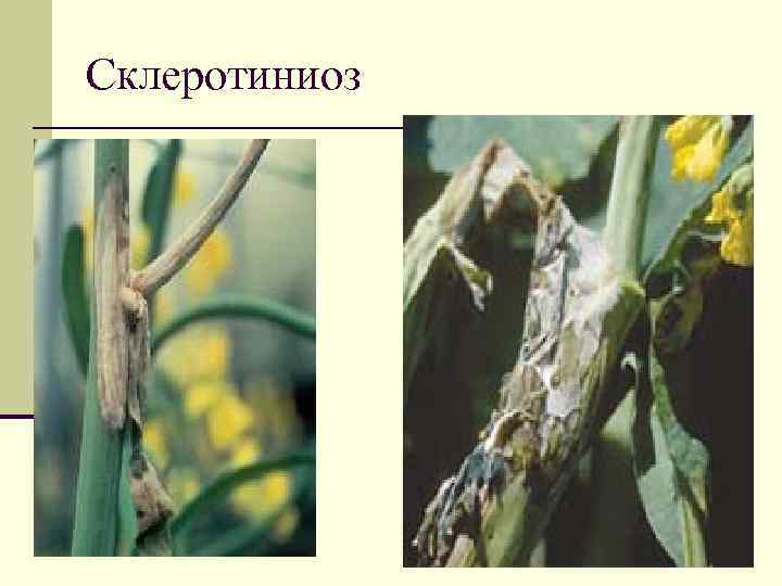 Склеротиниоз 