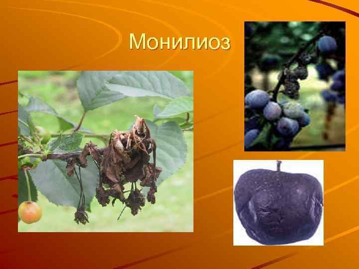 Монилиоз 
