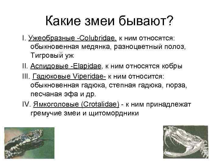  Какие змеи бывают? I. Ужеобразные -Colubridae, к ним относятся:  обыкновенная медянка, разноцветный