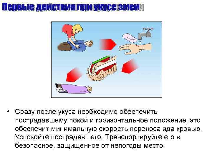 Первые действия при укусе змеи • Сразу после укуса необходимо обеспечить  пострадавшему покой