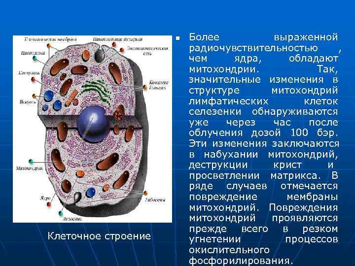      n  Более   выраженной   