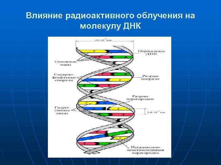 Влияние радиоактивного облучения на  молекулу ДНК 