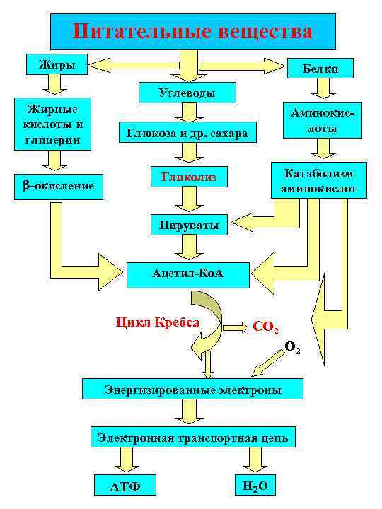   Питательные вещества  Жиры     Белки   