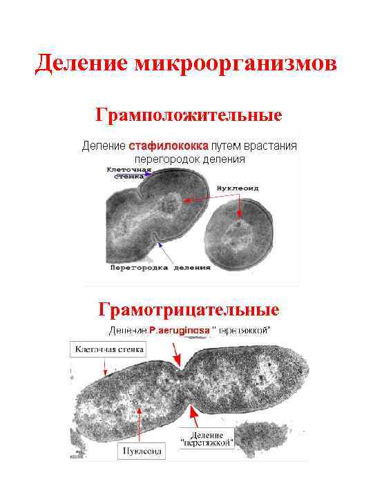 Деление микроорганизмов Грамположительные   Грамотрицательные 