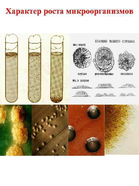 Характер роста микроорганизмов 