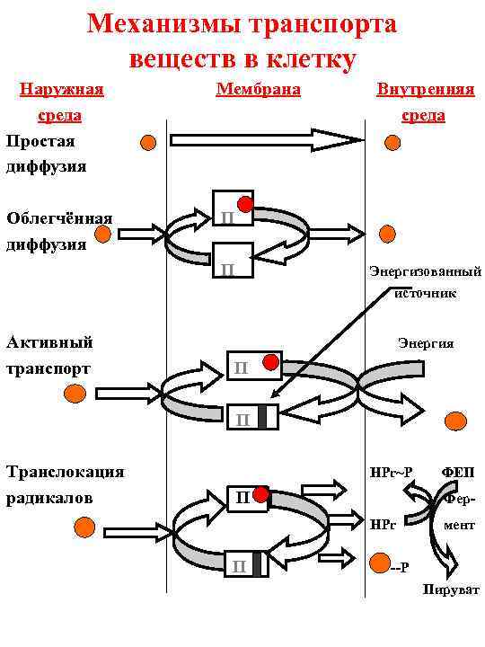   Механизмы транспорта  веществ в клетку Наружная  Мембрана  Внутренняя 