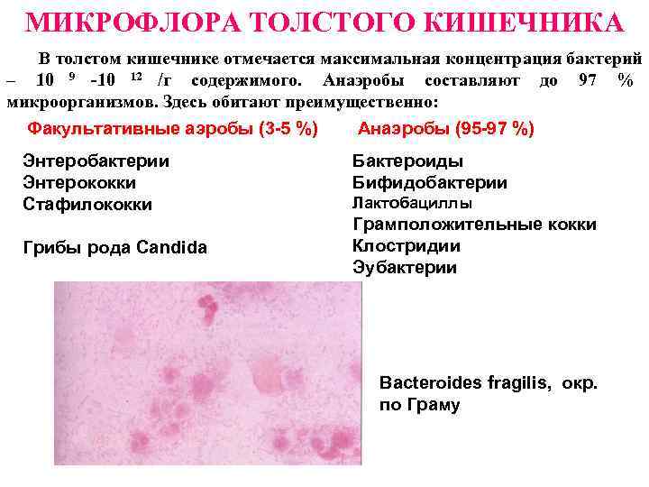  МИКРОФЛОРА ТОЛСТОГО КИШЕЧНИКА  В толстом кишечнике отмечается максимальная концентрация бактерий – 10