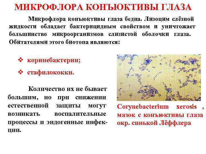  МИКРОФЛОРА КОНЪЮКТИВЫ ГЛАЗА   Микрофлора конъюктивы глаза бедна. Лизоцим слёзной жидкости обладает