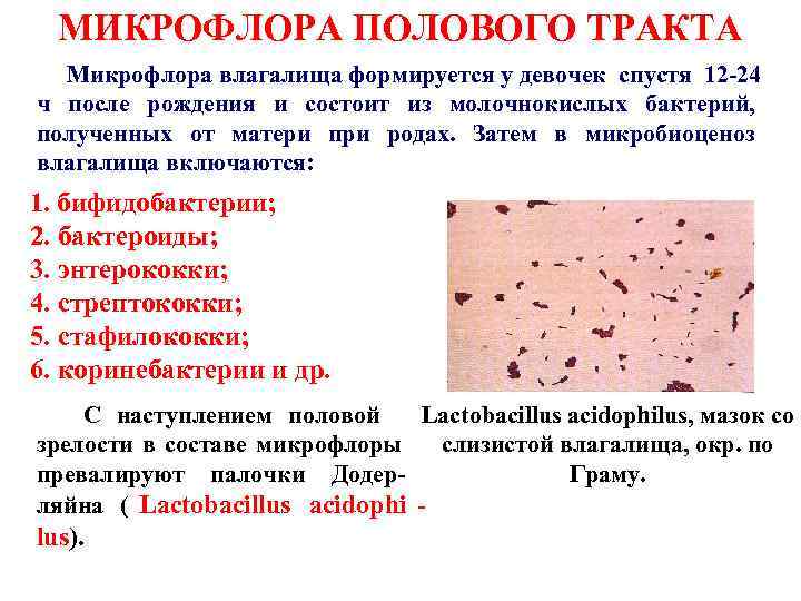  МИКРОФЛОРА ПОЛОВОГО ТРАКТА Микрофлора влагалища формируется у девочек спустя 12 -24 ч после
